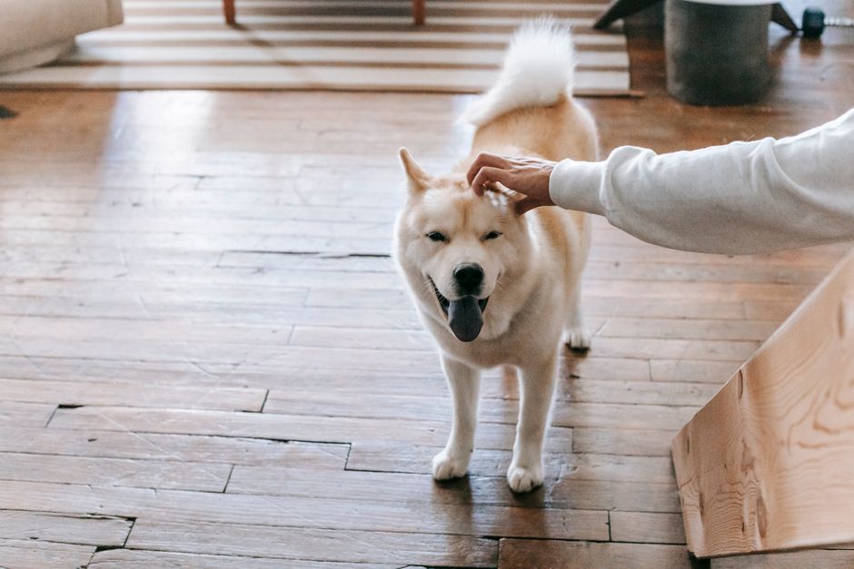 Best Smart Home Devices for Pet Owners